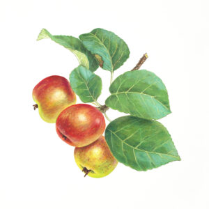 Beställ bilden! Äpplen av Molly Bark.