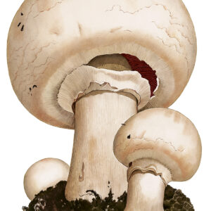 Beställ bilden! Champinjoner för köket, Jane Bark, 1990-tal.