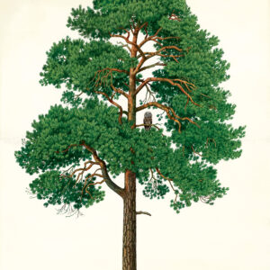 Beställ bilden! Träd och skog av Bark, 1990-tal.