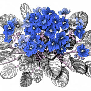 Beställ bilden! Saintpaulia. Jane's vackra illustrationer prydde Sockerbolagets bruna påsar 1989. Nu är det dags igen.