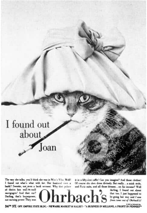 Cat in a hat
