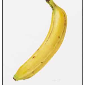 Beställ postern! BANAN Musa paradisiaca. Original i torrpastell. Molly Bark.