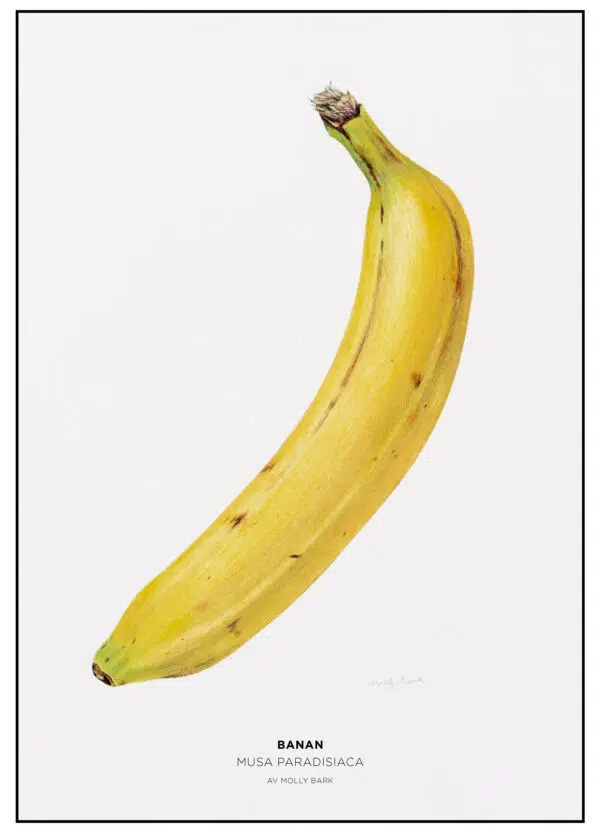 Beställ postern! BANAN Musa paradisiaca. Original i torrpastell. Molly Bark.