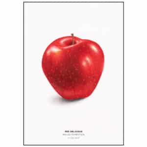 Beställ postern! Red delicious, Malus domestica. Av Molly Bark.