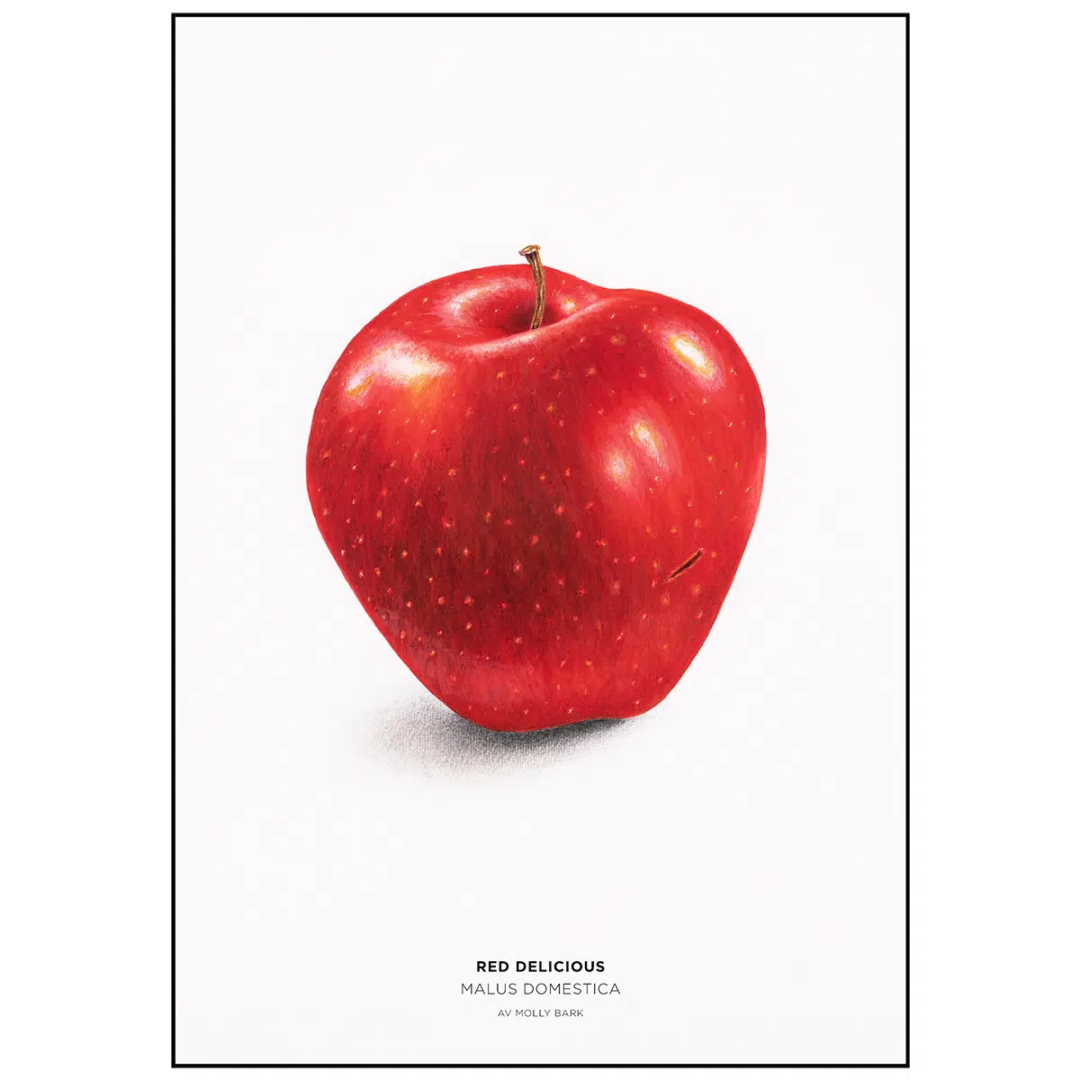 Beställ postern! Red delicious, Malus domestica. Av Molly Bark.