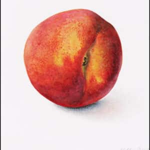 Beställ postern! Persika. Prunus Persica. Av Molly Bark.