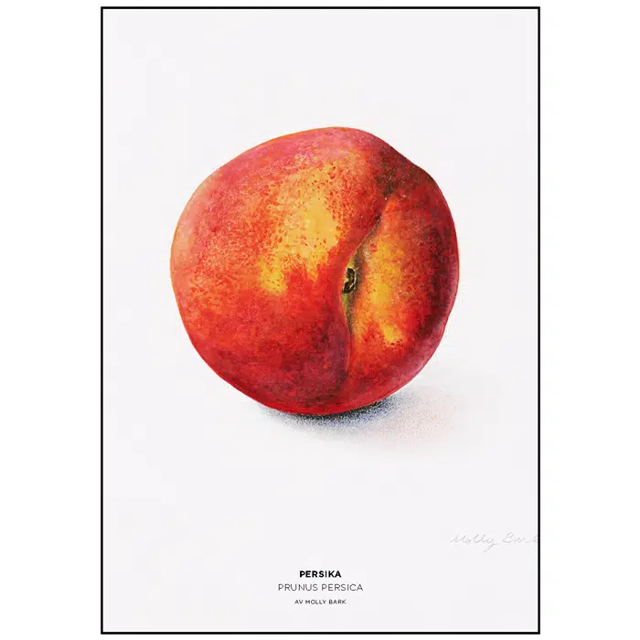 Beställ postern! Red delicious, Malus domestica. Av Molly Bark. - Bild 3