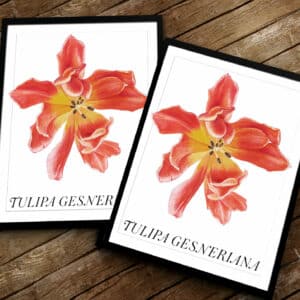 Tulpanens dag! I vas eller ram. Tulipa gesneriana, poster av Molly Bark.