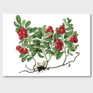 Lingon. Jane's vackra illustrationer prydde Sockerbolagets bruna påsar 1989. Nu finns de som poster, Jane Bark Collection