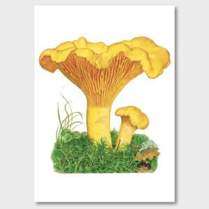 Kantareller för köket,1990-tal. Vacker poster för svampälskare. Jane Bark Collection.